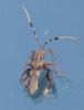Spathophora biclavata